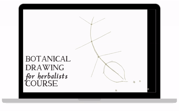 Botanical drawing for herbalists course loop