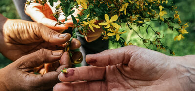 Becoming an Herbalist with the Herbal Academy