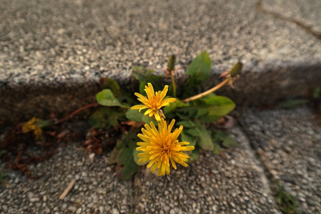 dandelion growing in a sidewalk crack in city spaces