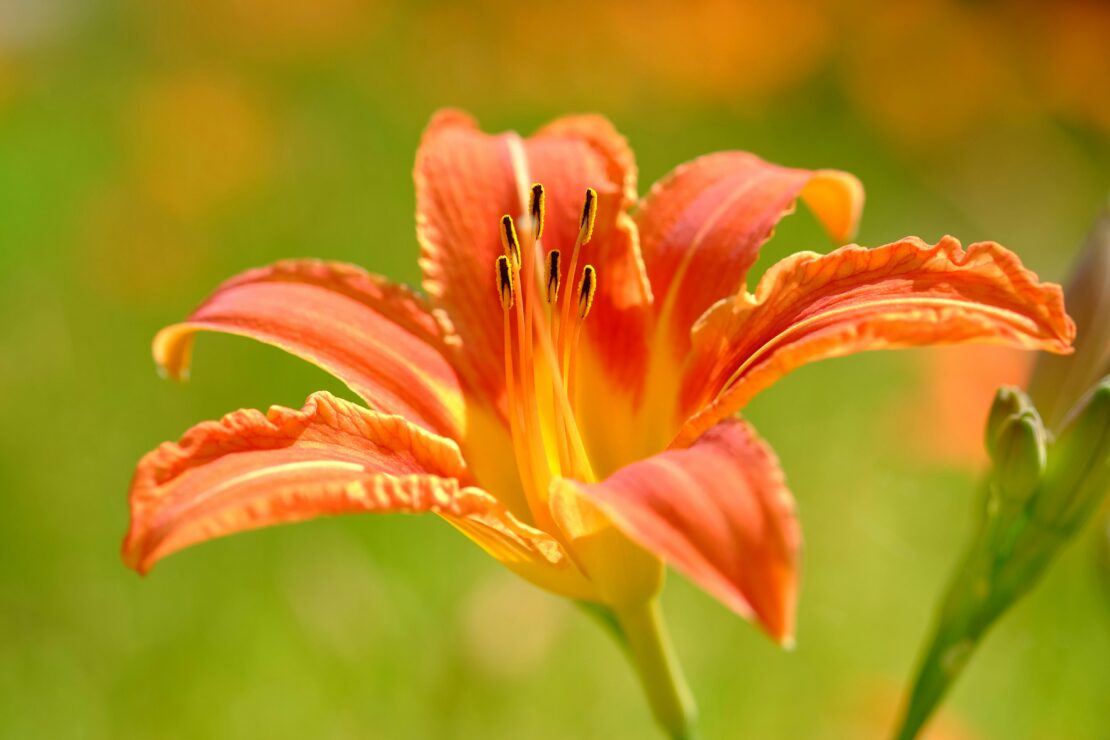 Daylily Benefits + Recipe: A Sneak Peek from the ‘National Geographic Backyard Guide to Edible Wild Plants’ by Herbal Academy