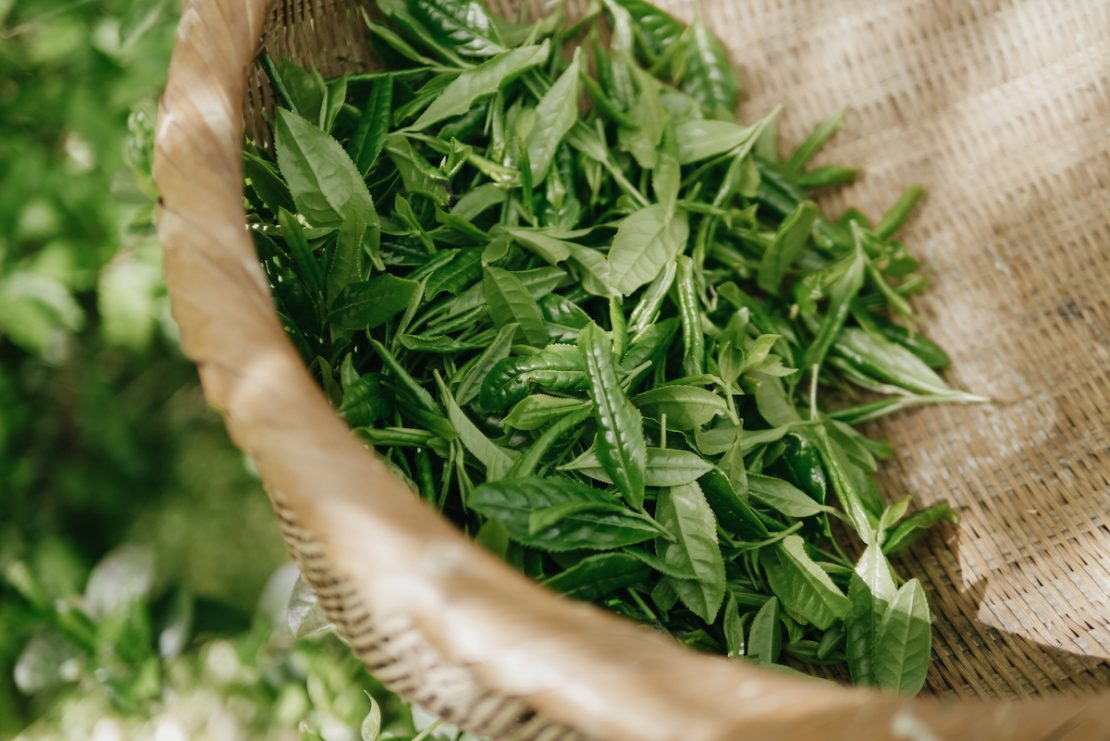 green tea by Herbal Academy
