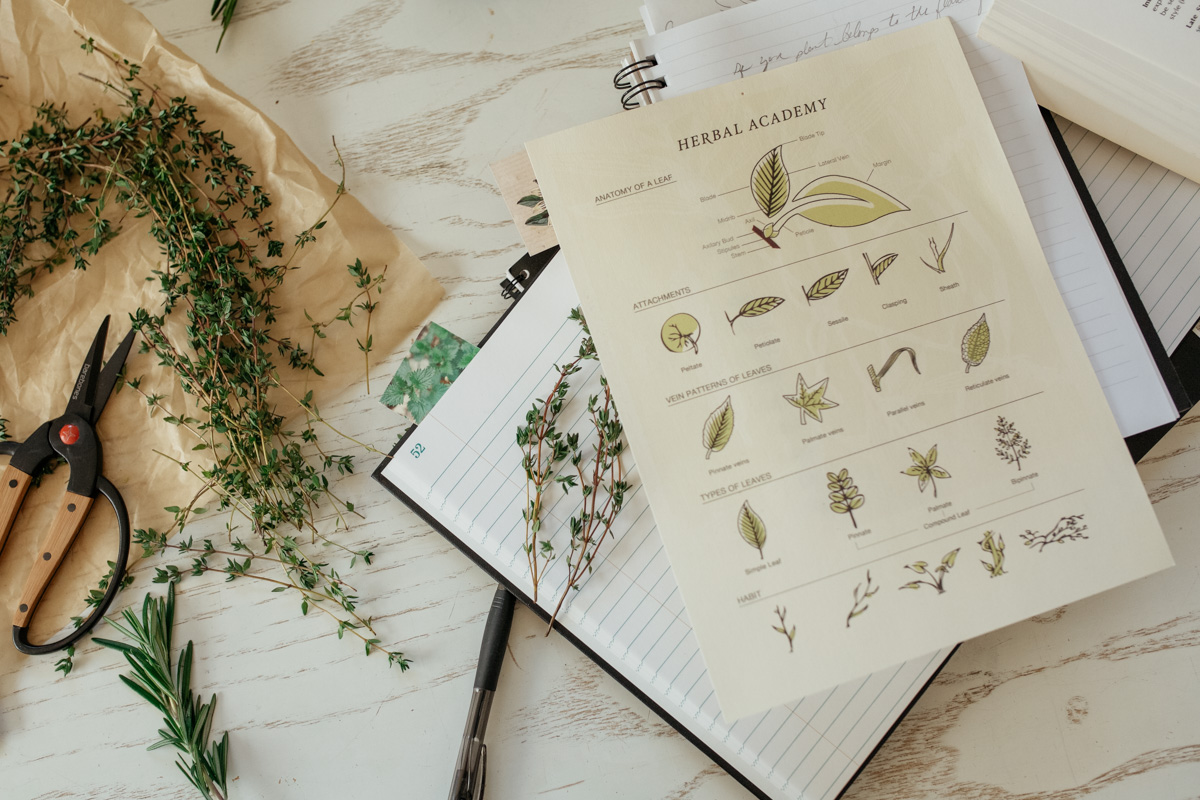 Herbal Academy Herbal Materia Medica Course - studying one herb at a time
