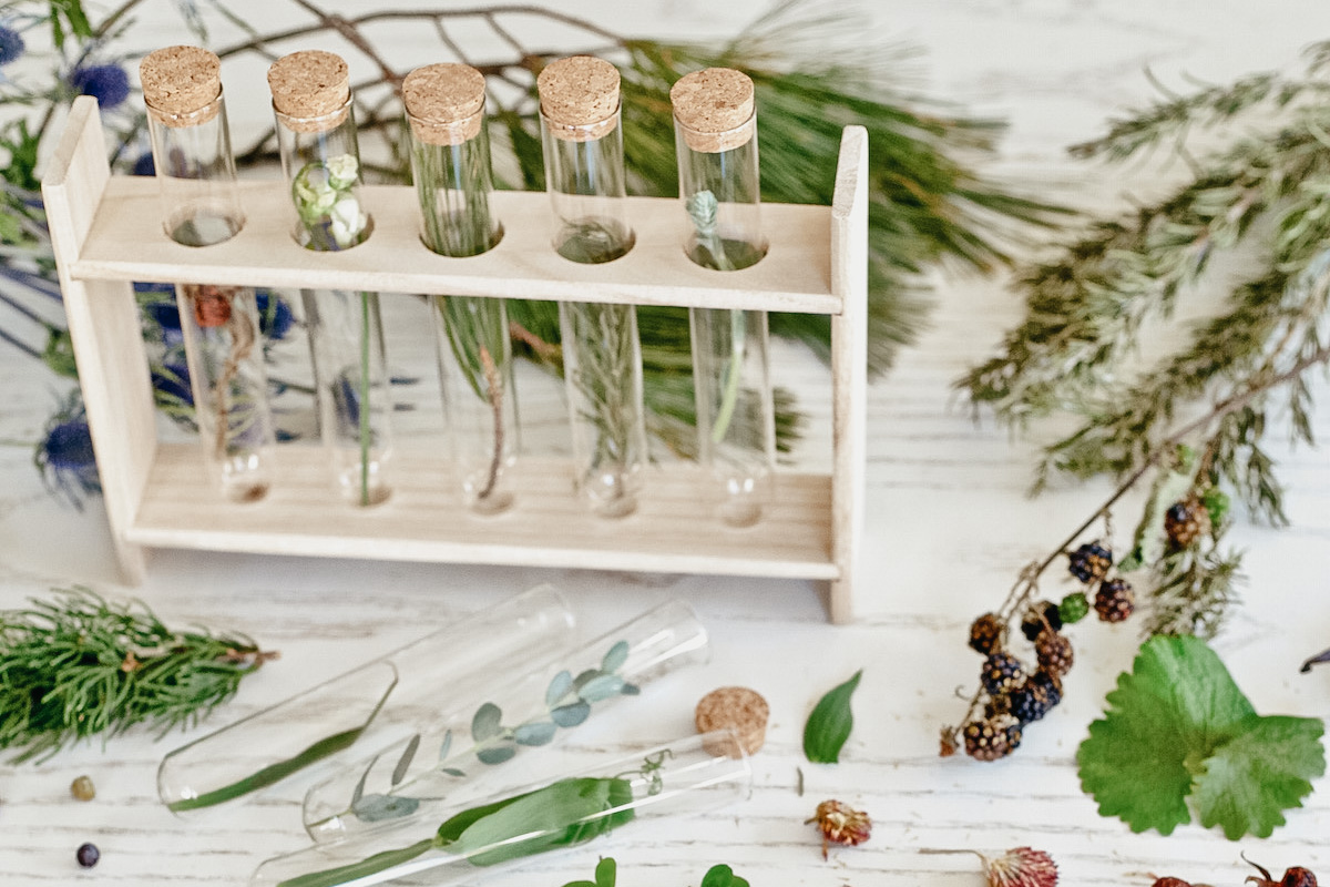 Herbal Academy's Botany and Wildcrafting Course-11