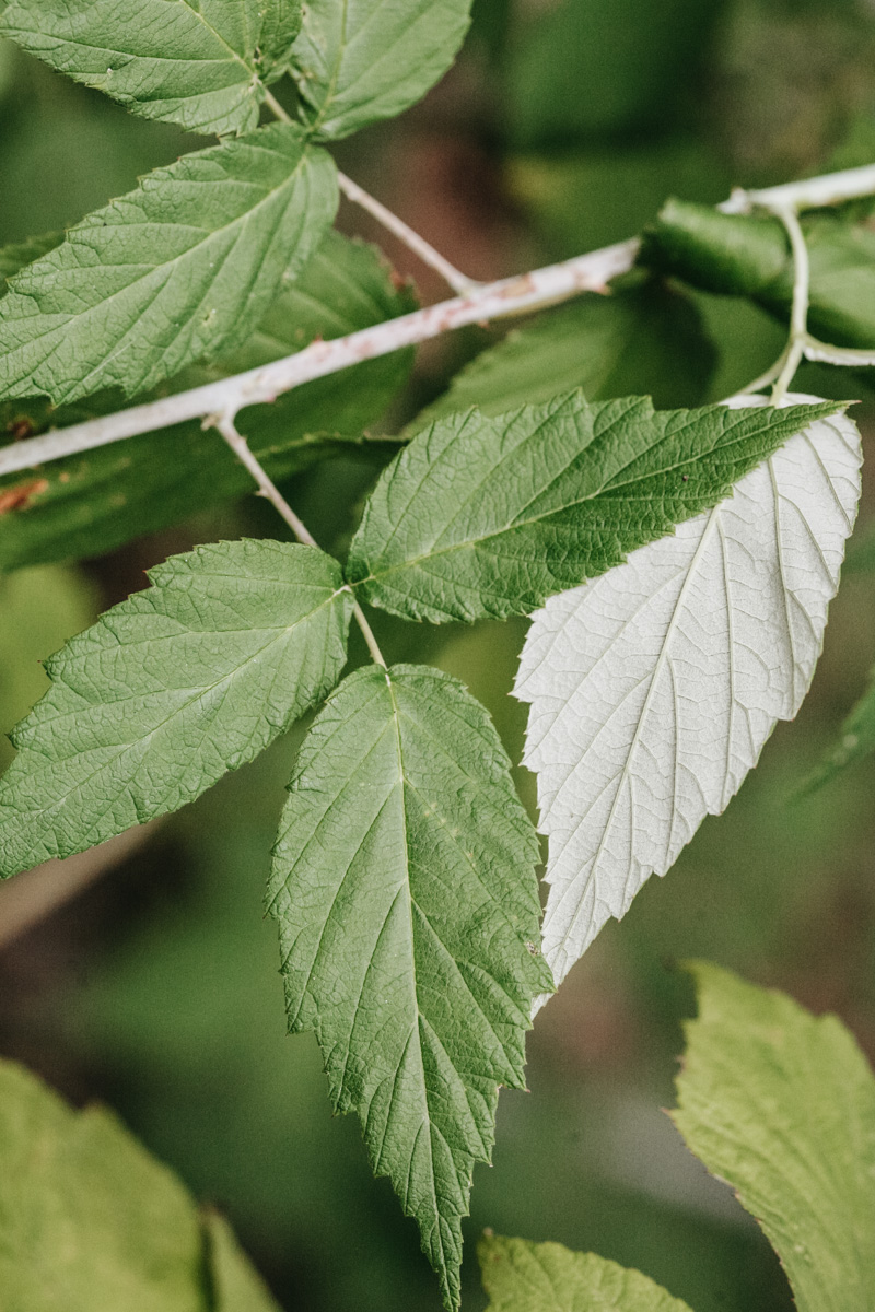 Botany and Wildcrafting Course – plant shapes