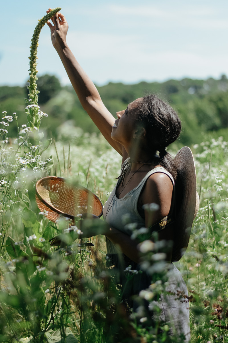 Herbal Academy's Botany and Wildcrafting Course-23