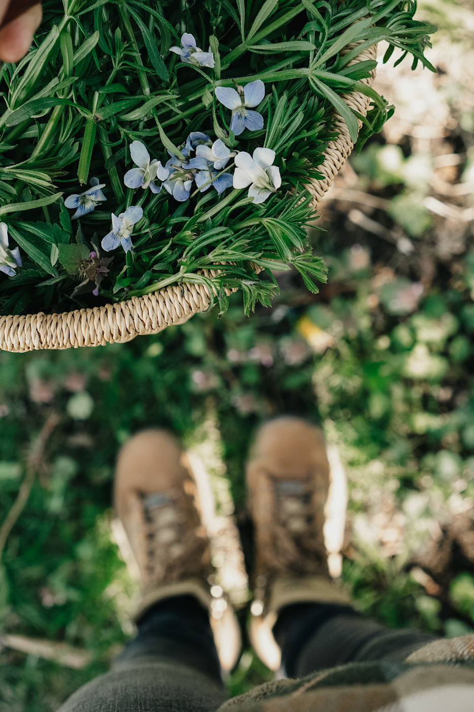 Herbal Academy's The Foraging Course – Learn how to wildcraft safely