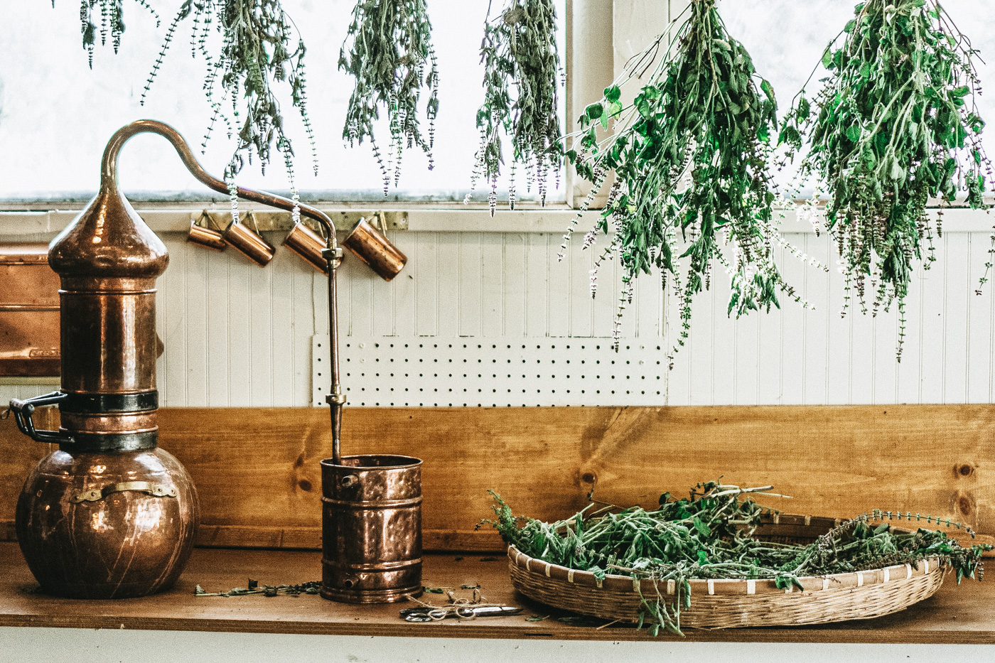 Herbal Academy's The Foraging Course – Learn how to dry wild foraged plants
