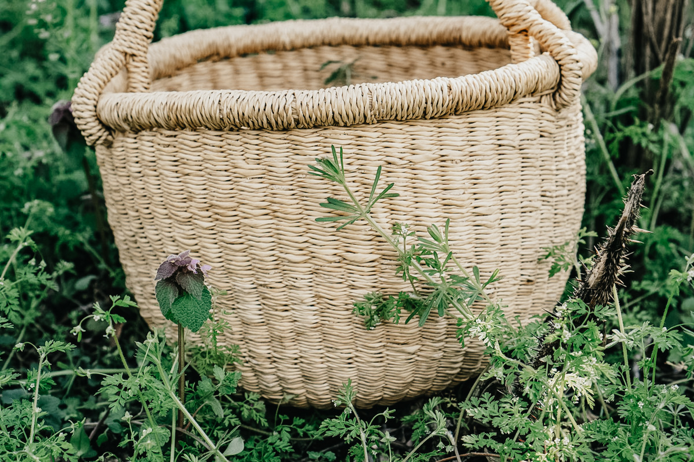 Herbal Academy's The Foraging Course – Learn how to wildcraft safely