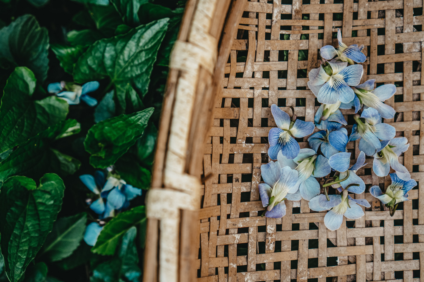 Herbal Academy's The Foraging Course – Learn how to wildcraft safely