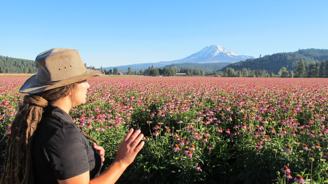 How Do You Know if an Herb is Sustainable?