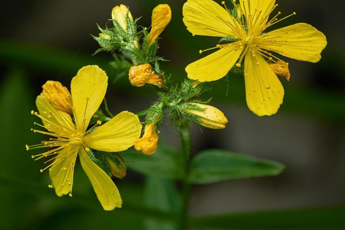 5 Herbs for Mental Health Support by Herbal Academy