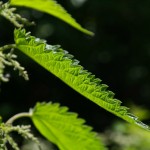 A Family Herb: Stinging Nettle Leaf Uses | 168体彩网澳洲幸运5开奖结果预测与历史记录查询 | Stinging nettle is known as an overall nourisher and strengthener and is chock full of vitamins and minerals. Learn the many uses of this spring plant!