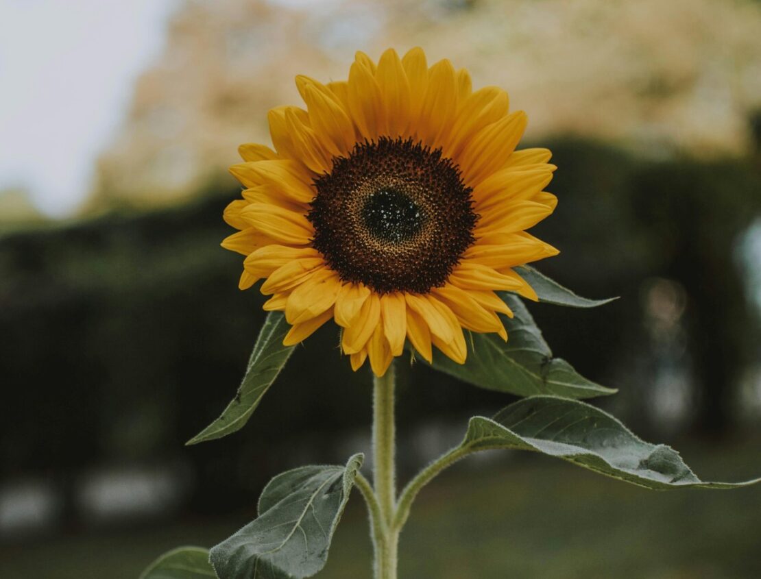 Let's Celebrate These 8 Plants That Are Associated With the Sun by Herbal Academy