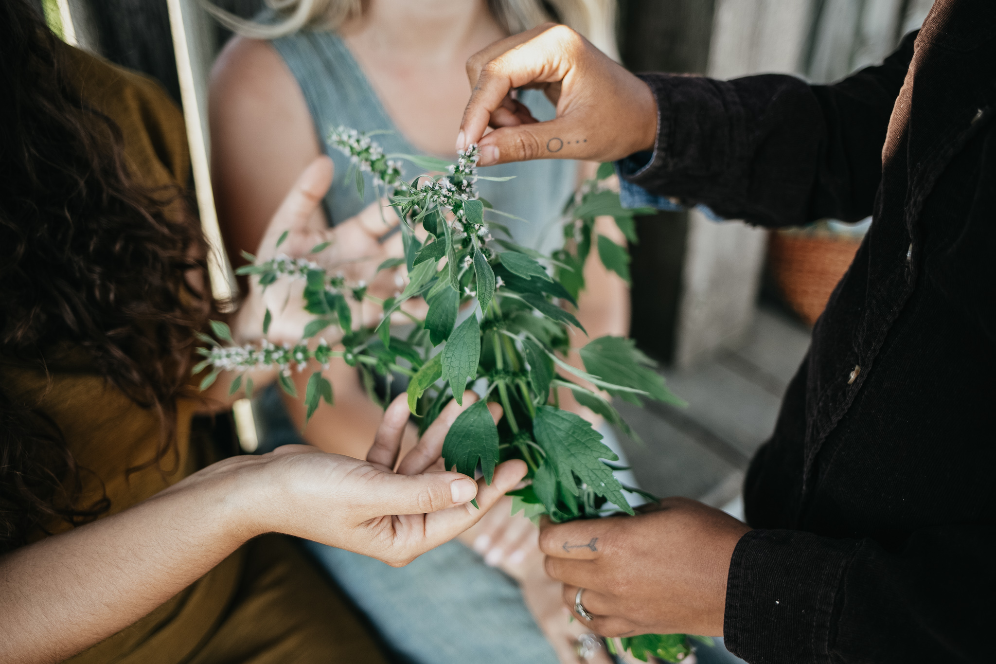 The Professional Herbalist Path Package is an online, self-paced herbalism course designed to prepare students for a career as an herbalist