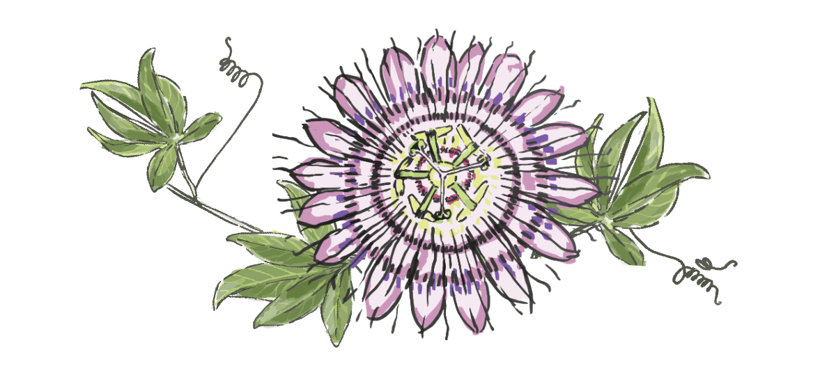 Herbal Academy freshly released Advanced Herbal Course